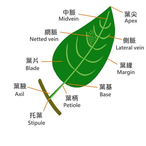 葉子在莖或枝條上的生長位置 稱作什麼